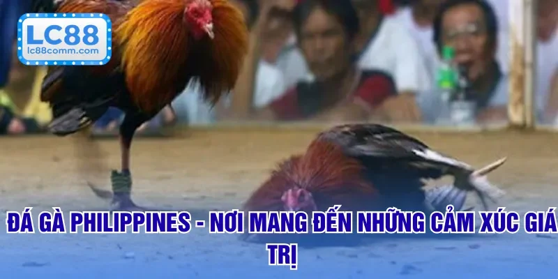 đá gà philippines